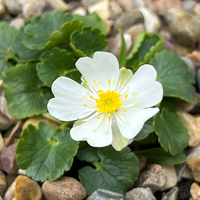 Ranunculus bilobus